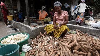 Manioc Frais